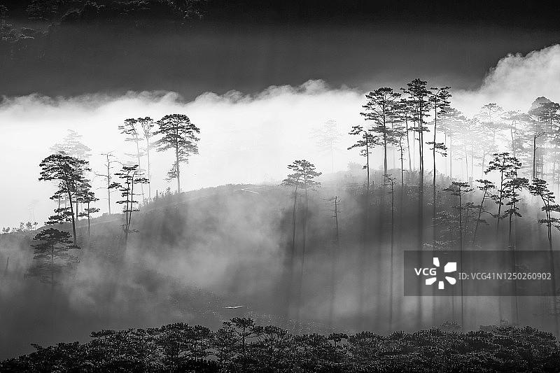 神奇的光线在日出的山谷松林与艺术产品黑白版图片素材