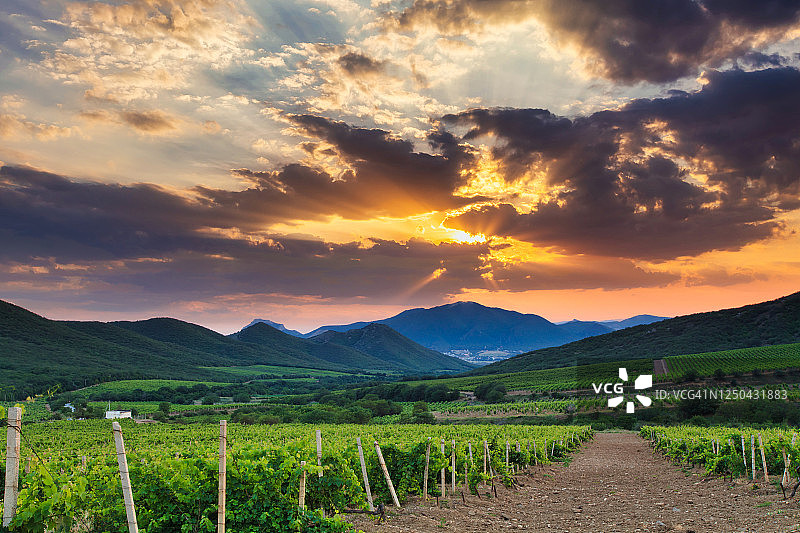 美丽的葡萄园在日落。去意大利的托斯卡纳旅游。图片素材