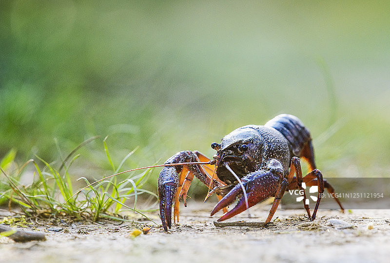 可爱的小龙虾在宾夕法尼亚州Exton公园的小路上散步的特写图片素材
