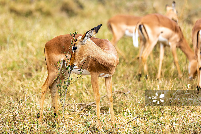黑斑羚站在南非的旷野上。图片素材