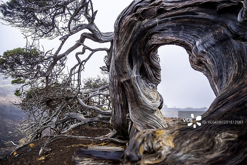 西班牙，耶罗岛，扭曲的萨比娜树的特写图片素材
