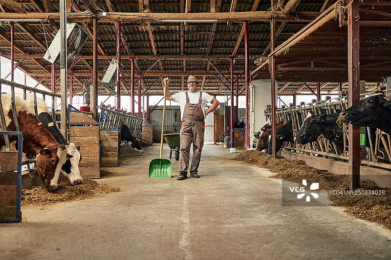 男性农民手持铁锹站在奶牛场图片素材