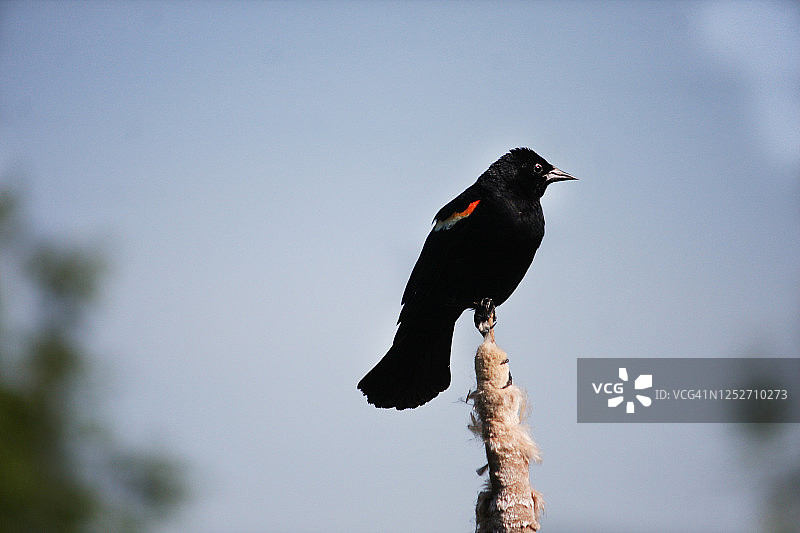 栖息的雄性红翼黑鹂图片素材