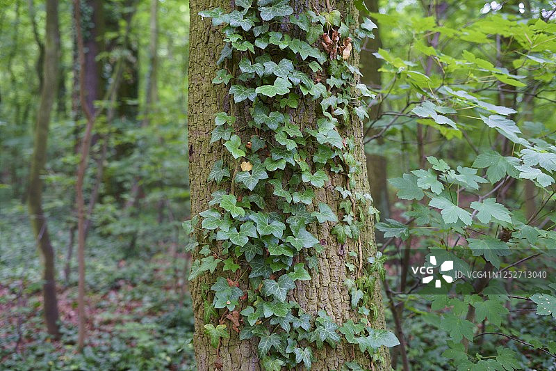 一个爬满常春藤的树的特写。图片素材