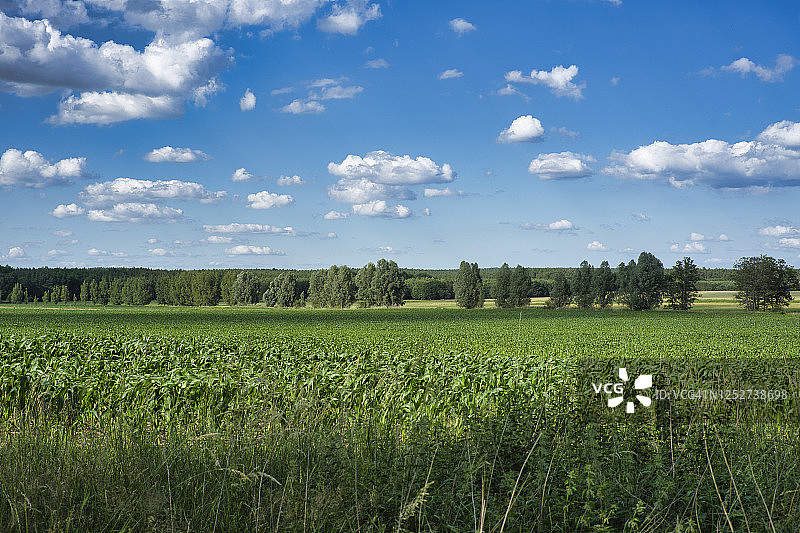 德国勃兰登堡梅尔茨村附近种植黑麦的田地。图片素材