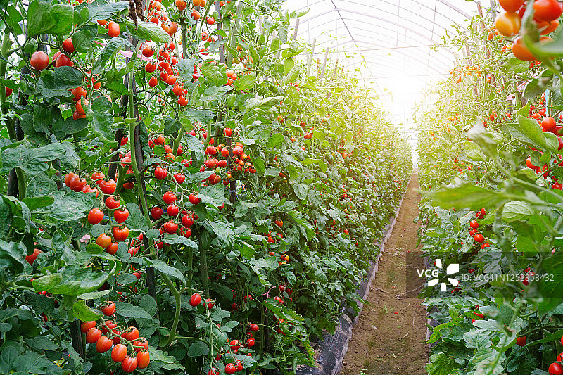 在温室里种好番茄图片素材