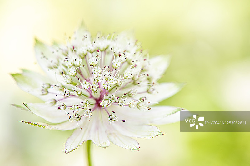特写图像美丽的夏季盛开的白色黄芪主花也被称为Masterwort图片素材