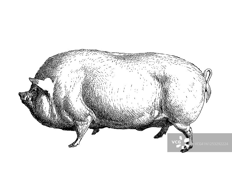 古老雕刻插图的英国约克郡猪猪图片素材
