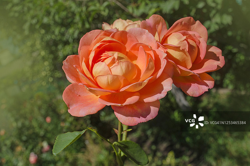 美丽的橙色玫瑰图片素材