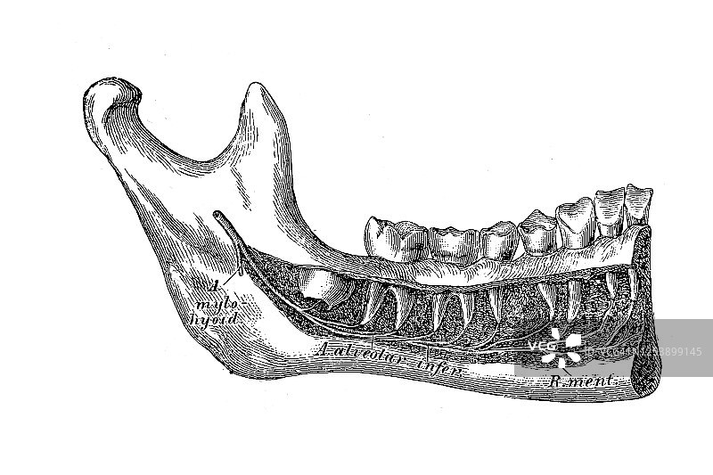 下颌管内的下牙槽动脉图片素材