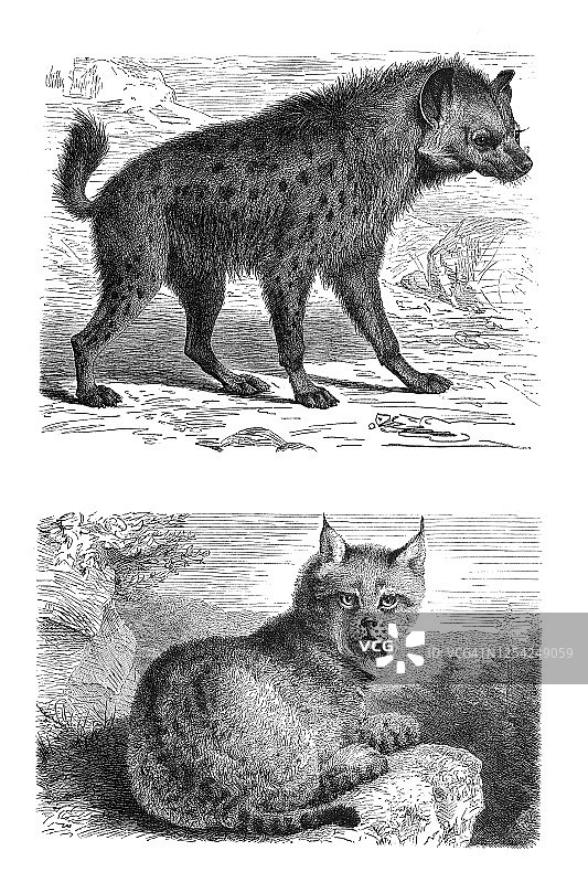 古老的鬣狗和山猫-食肉动物雕刻插图。图片素材