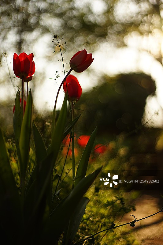 郁金香花园，红色的郁金香被朝阳/夕阳照亮。图片素材