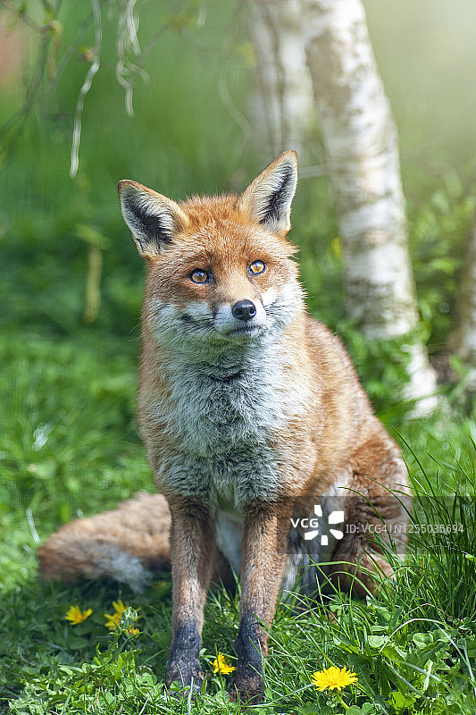 特写图像的一个美丽的欧洲红狐-狐图片素材