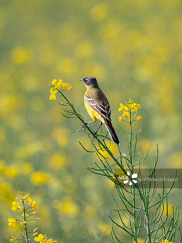 美丽的黄色鸟栖息在开花的田间油菜的花枝上。黑头鹡尾(莫塔西拉)图片素材