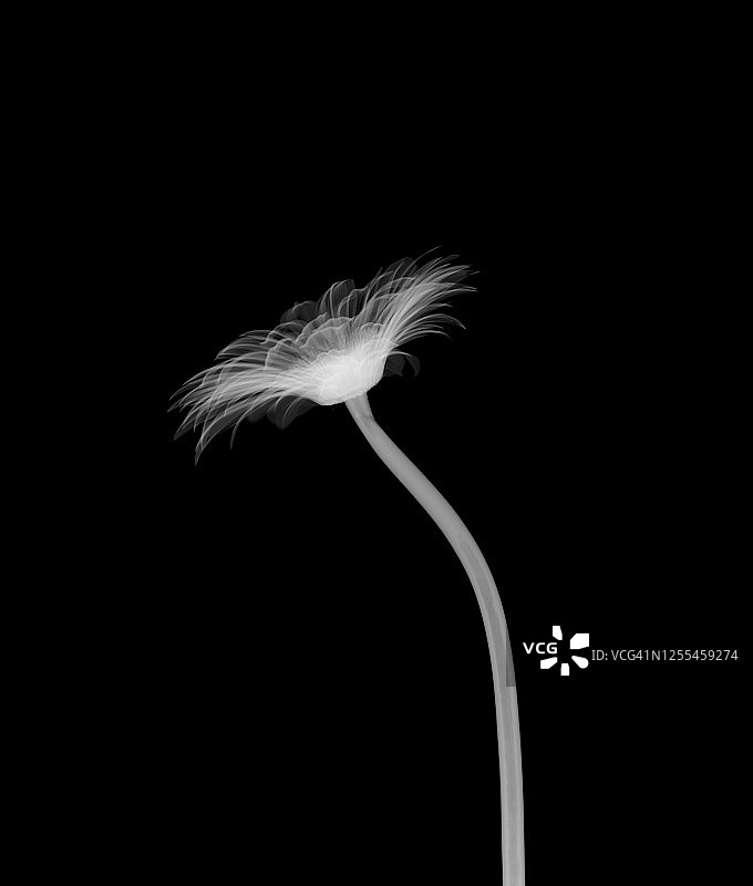 非洲菊(非洲菊)，x射线图片素材