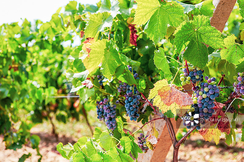 生态清洁葡萄生产优质葡萄酒图片素材