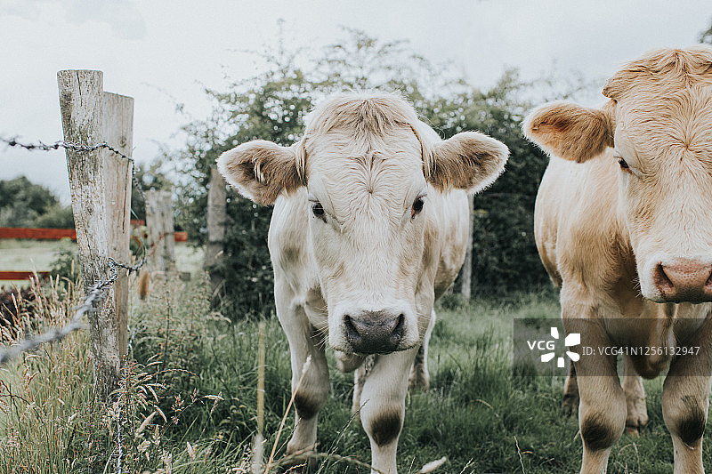 在篱笆旁边的田野里的浅色公牛图片素材