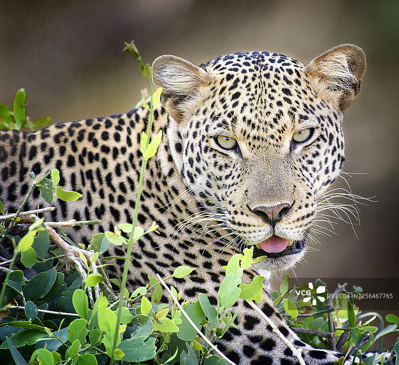 近距离拍摄的豹躺在肯尼亚桑布鲁的灌木丛里图片素材