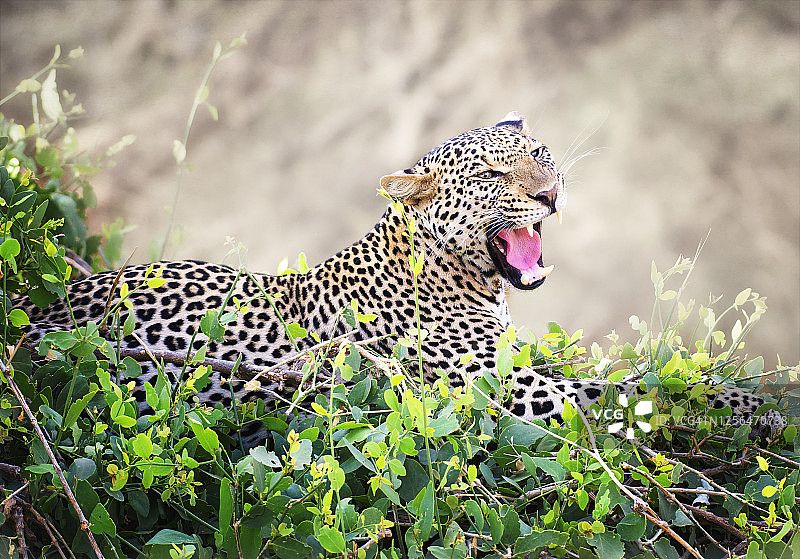 豹子在肯尼亚桑布鲁咆哮的特写图片素材