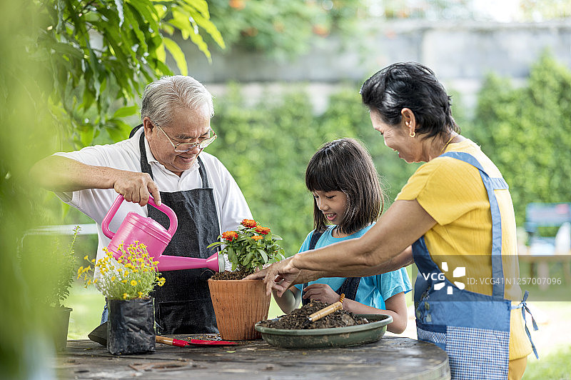 几代同堂的亚洲家庭正准备在自家后院种花。爷爷和奶奶教孙女一起种花。周末,休闲活动。图片素材