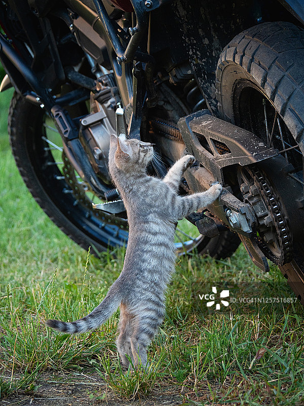 一只好奇的灰斑猫探索着摩托车图片素材