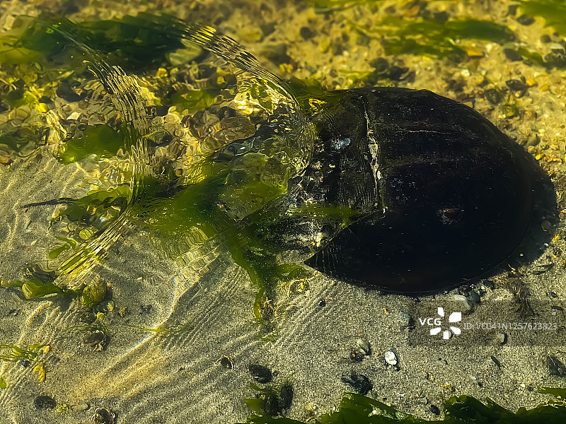 在鳕鱼角湾随水流游动的马蹄蟹图片素材