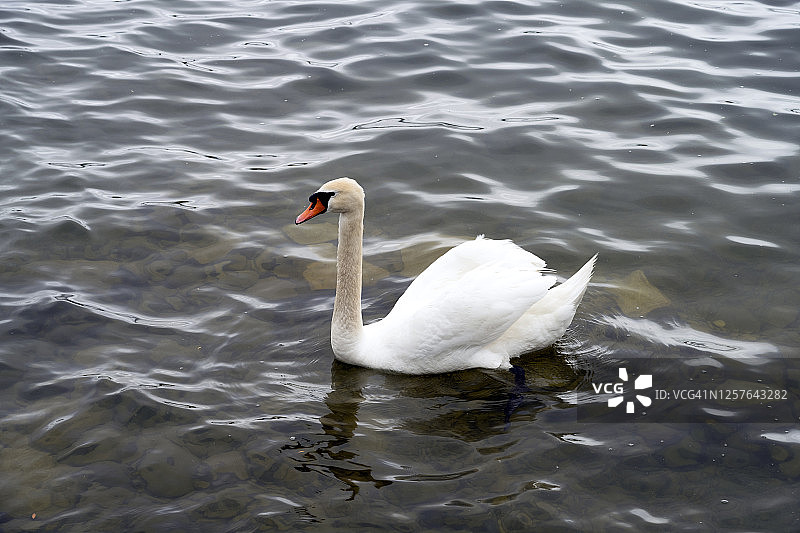 瑞士贝尔湖中的一只天鹅图片素材
