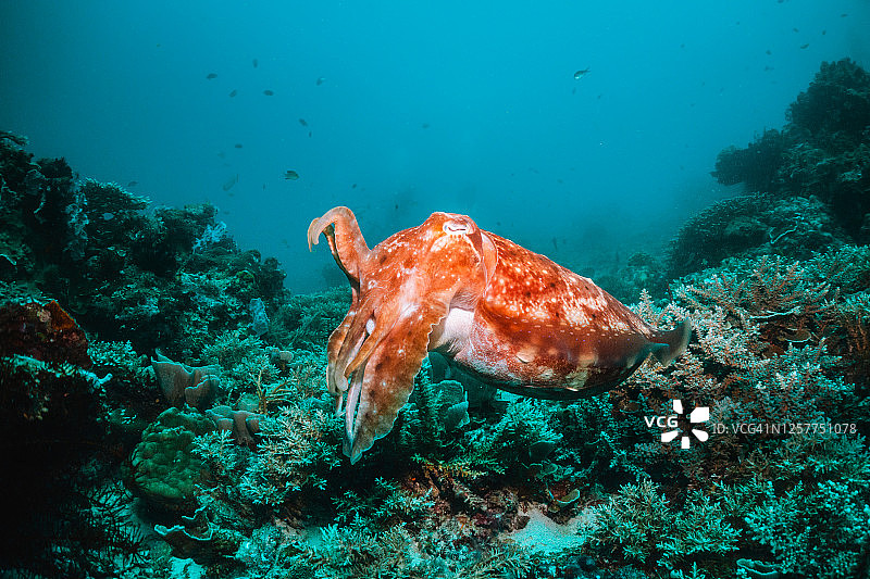 墨鱼在珊瑚礁中游动图片素材