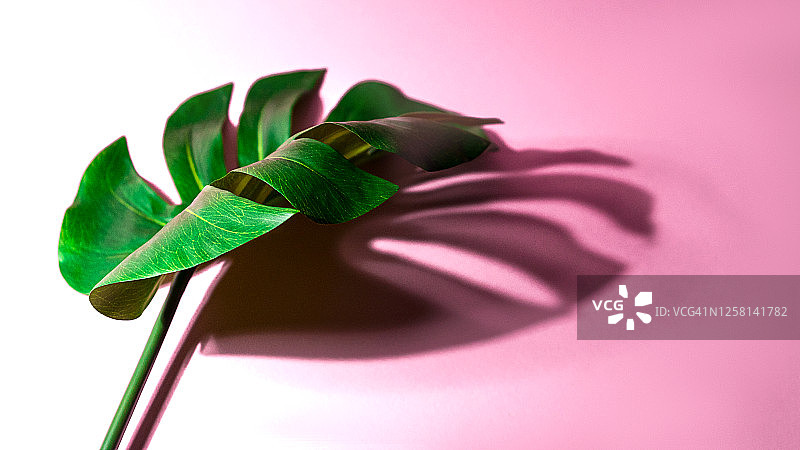 粉红色背景上的热带树叶怪兽。图片素材