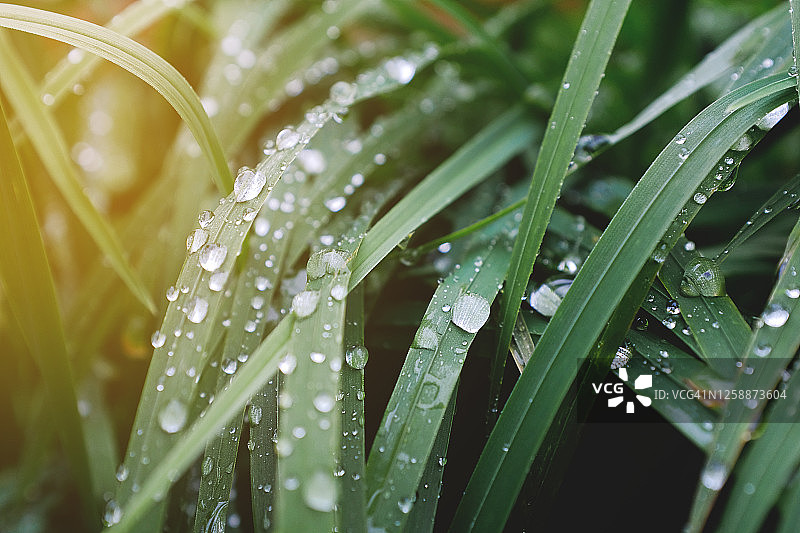 在一个阳光明媚的夏天，在绿色的草地上的露珠或雨水。图片素材