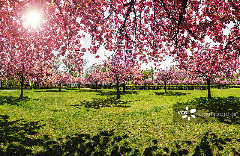 樱花的树图片素材