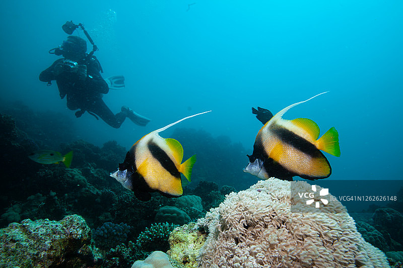 潜水者探索和享受珊瑚礁海洋生活图片素材