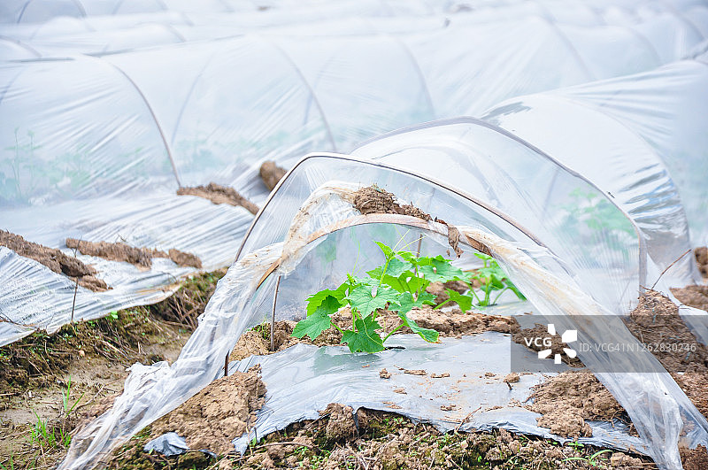 农用聚乙烯塑料在温室中新种植的苦瓜。图片素材