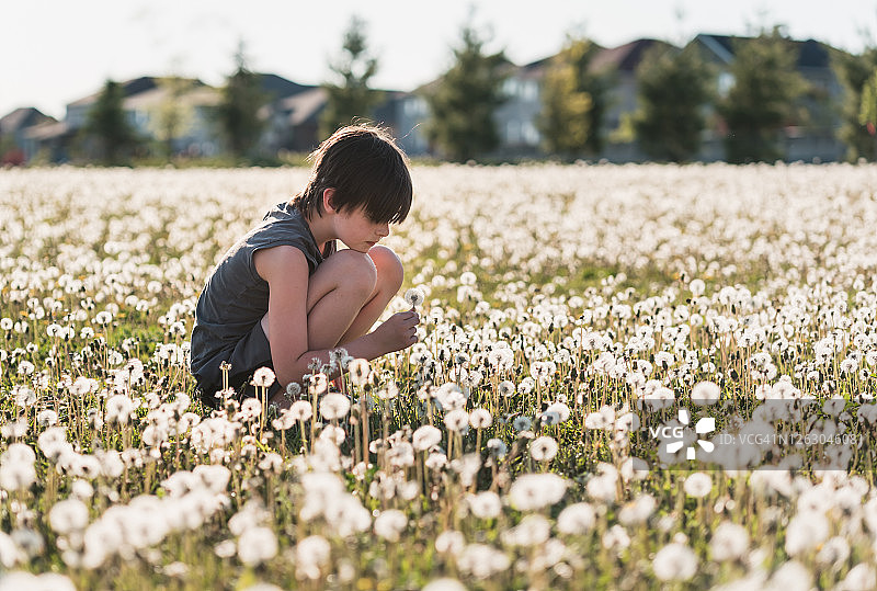 夏日里，男孩坐在长满蒲公英的草地上。图片素材