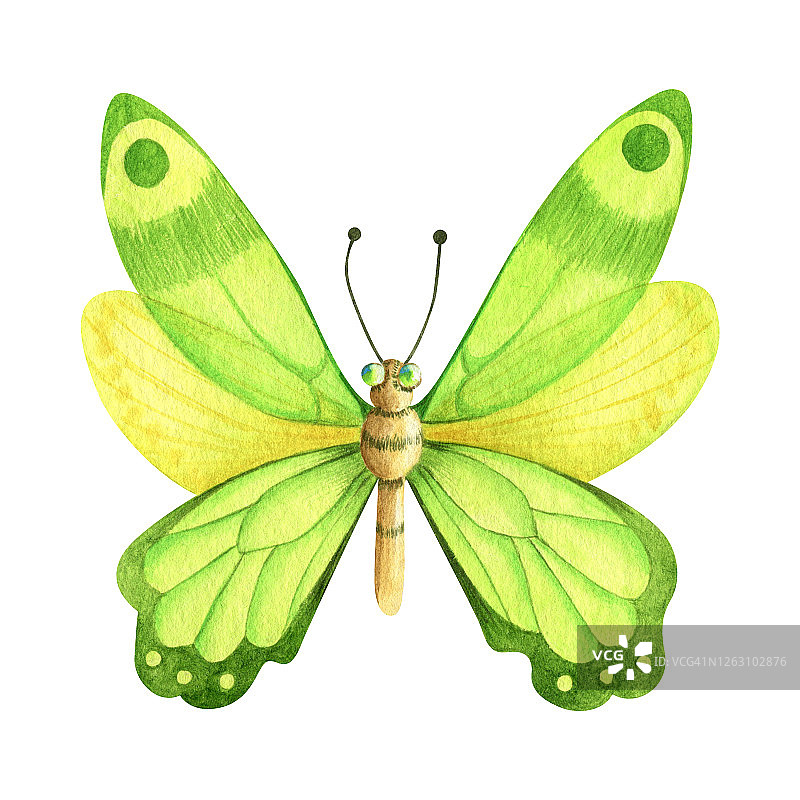 复古水彩绿色和黄色蝴蝶孤立在白色的背景图片素材