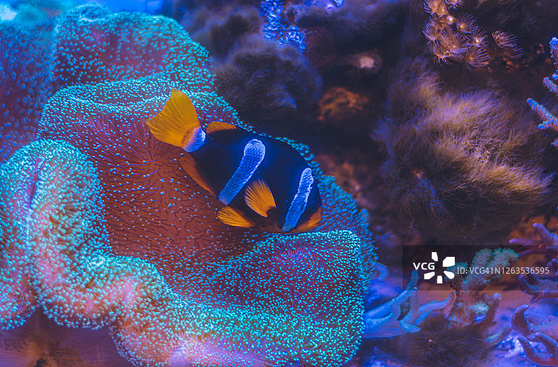 彩色热带鱼的特写鱼缸图片素材