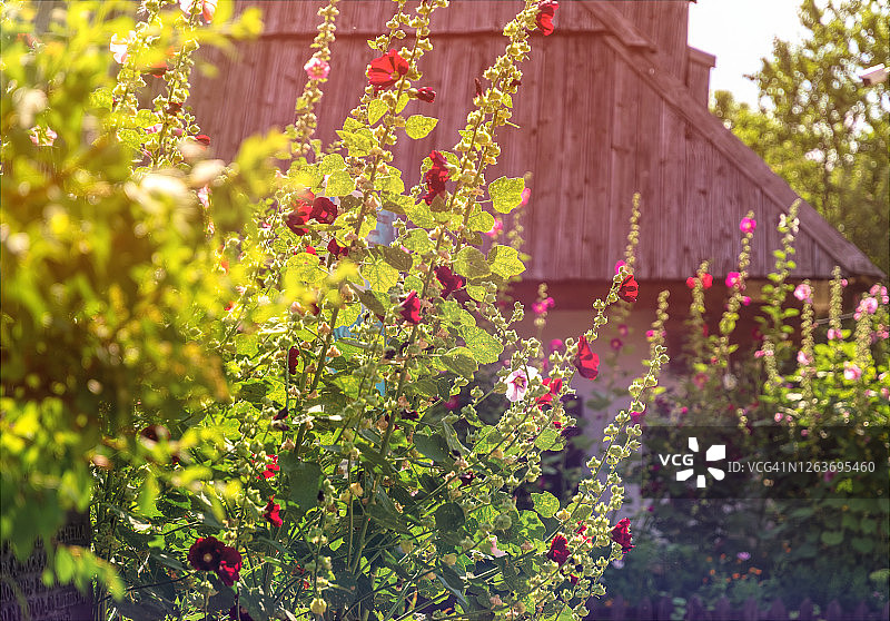 盛开的乡村夏日花园。老房子和锦葵花图片素材