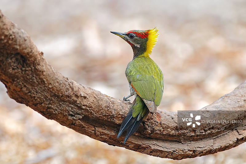 泰国美丽的雄鸟栖息在树上图片素材