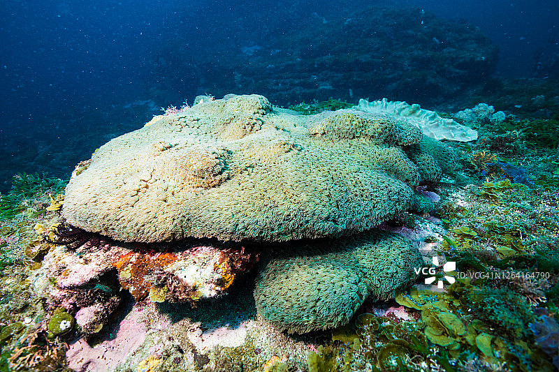 石珊瑚伸展珊瑚虫。图片素材