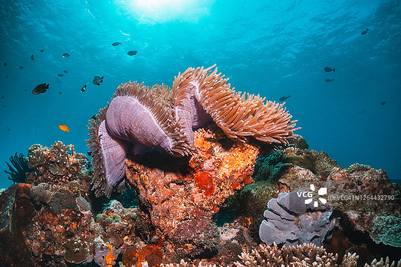 珊瑚礁周围五颜六色的礁鱼，印度尼西亚图片素材