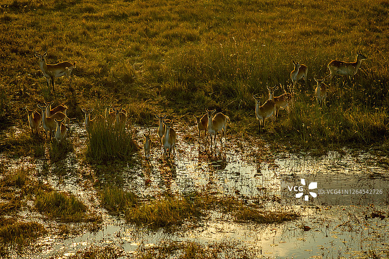 这是一幅鸟瞰图，红羚羊群(科布斯羚羊)站在奥卡万戈三角洲的一个水坑旁边，博茨瓦纳图片素材