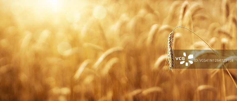 小麦穗近距离与复制空间散焦背景图片素材