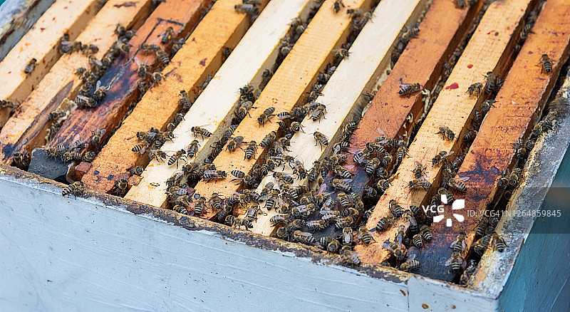 蜂房中蜂窝上的一群蜜蜂图片素材