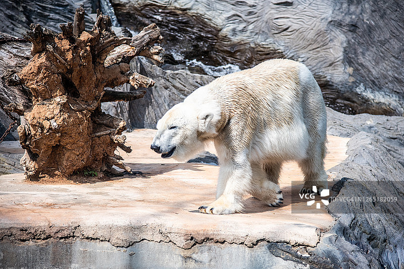 整只北极熊在动物园里散步图片素材