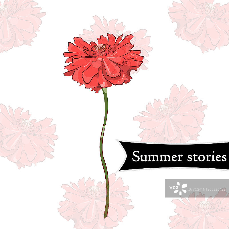 白色背景上的罂粟花的彩色插图。图片素材