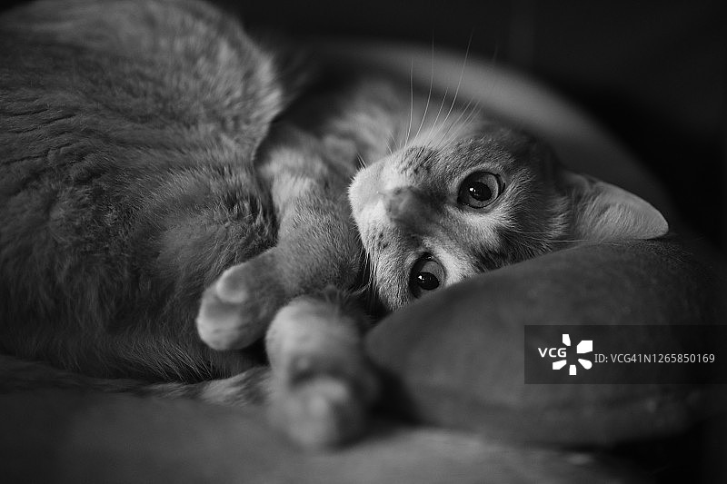 一只可爱的宠物猫躺在沙发上图片素材