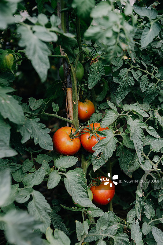 有机番茄在地里生长图片素材