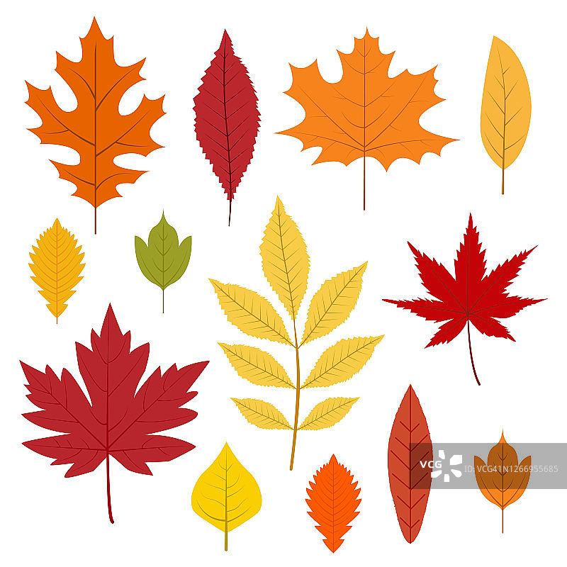 秋天的落叶。彩色的叶子卡通风格。孤立的矢量插图上的白色背景。图片素材