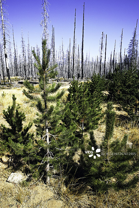 新树的生命与烧毁的森林的背景图片素材