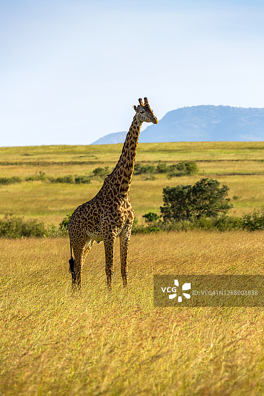马赛长颈鹿摆姿势在野外图片素材